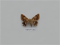 藏品(夜蛾366)的圖片